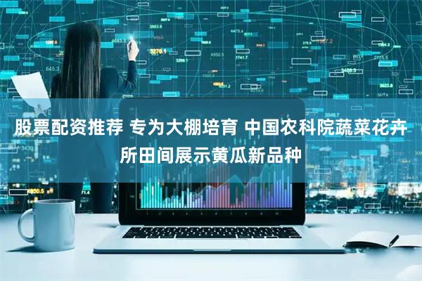 股票配资推荐 专为大棚培育 中国农科院蔬菜花卉所田间展示黄瓜新品种